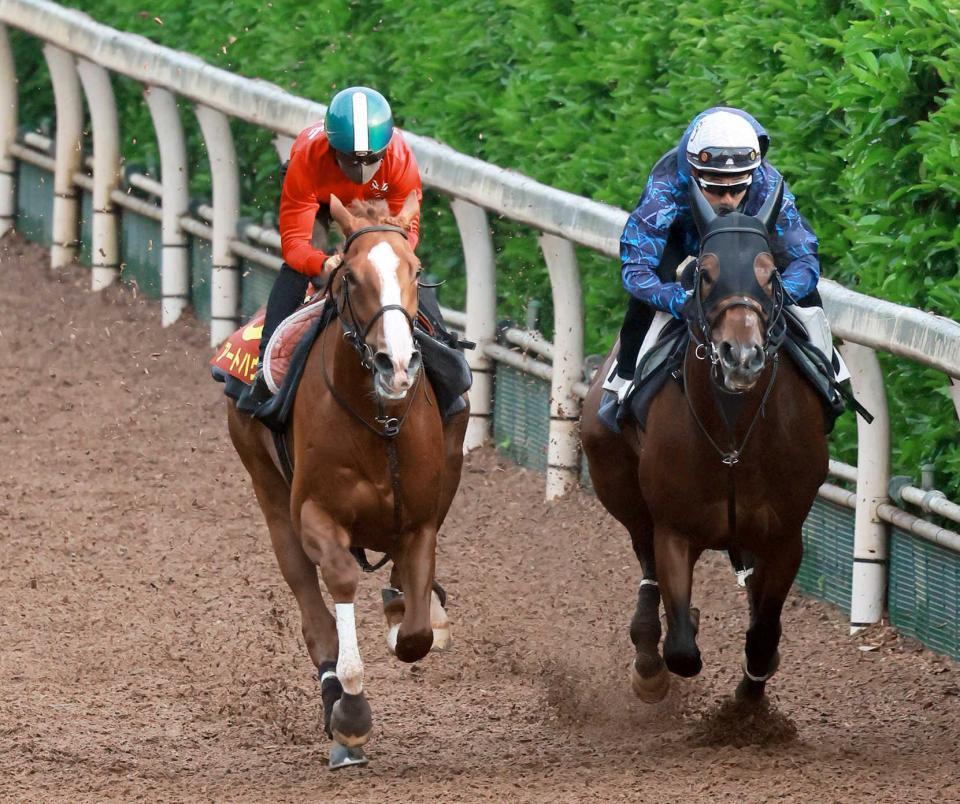　川田を背に栗東坂路で僚馬に食らいついたアートハウス（左）＝撮影・石湯恒介
