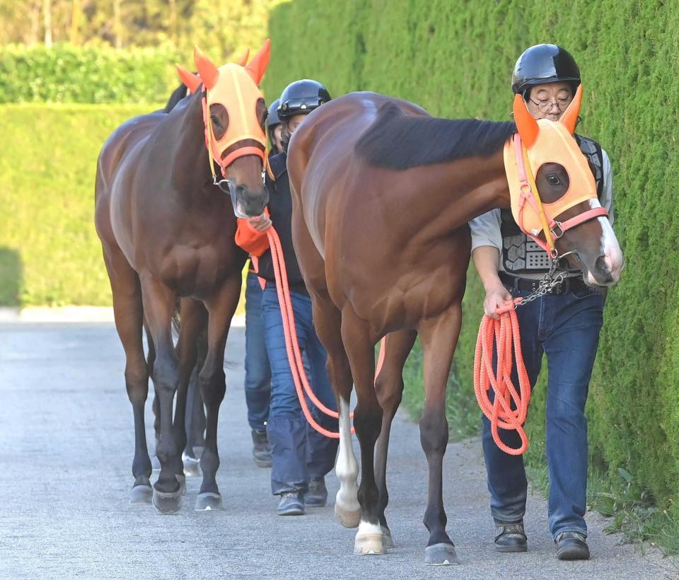 　厩舎周りを運動するナミュール（右）とスタニングローズ＝撮影・高部洋祐