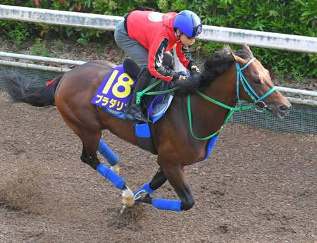 弾むようなフットワークで栗東坂路を駆けたプラダリア（撮影・北村雅宏）