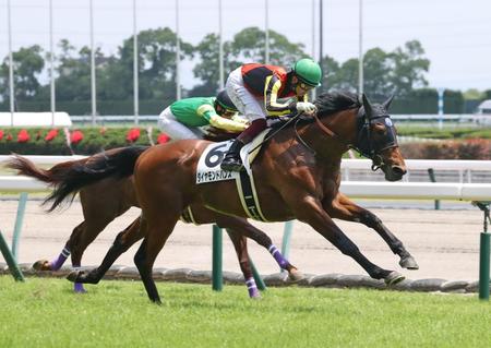 今年最初の２歳新馬戦を制したダイヤモンドハンズ