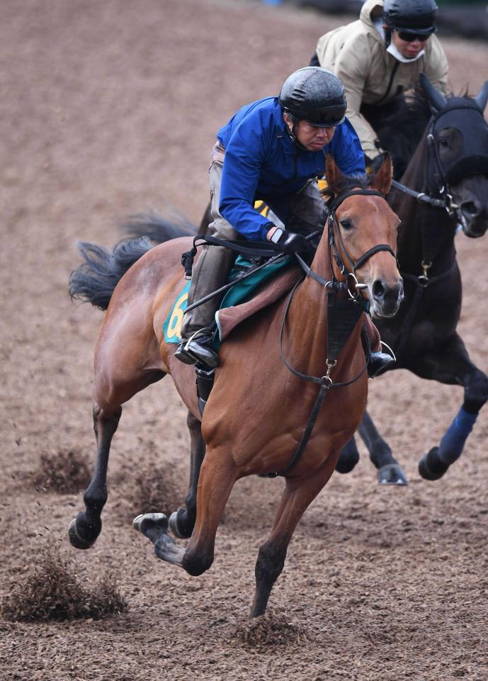 　素軽な動きを見せるビターグラッセ