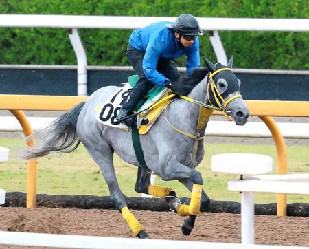 　栗東ＣＷで軽快なフットワークを見せたマリアエレーナ（撮影・石湯恒介）