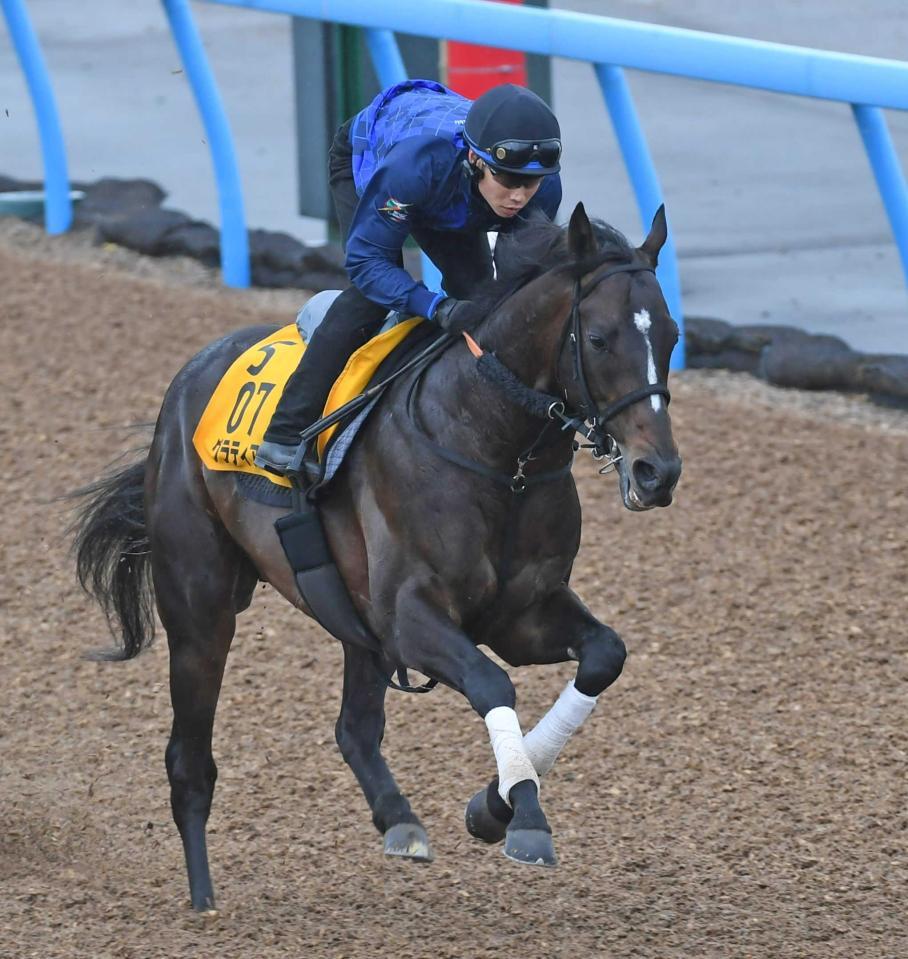 　美浦Ｗで軽快な走りを見せたグラティアス