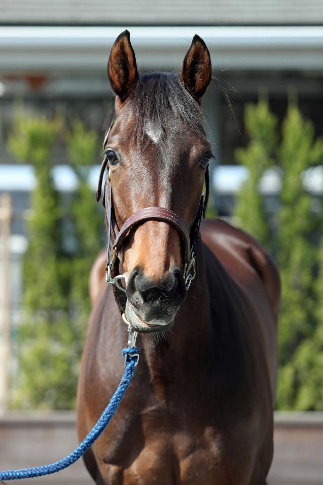 　シャーレイポピー