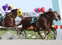 　セキフウ（右奥）を振り切り、ユニコーンＳを制したペイシャエス（右手前）。左はバトルクライ