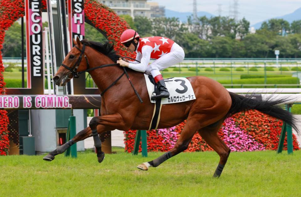 　新馬戦を快勝したカルロヴェローチェ（撮影・石湯恒介）