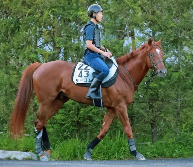 【プロキオンＳ】ラーゴム　芝砂Ｗ重賞制覇だ　斉藤崇師「積極的な競馬ができれば」