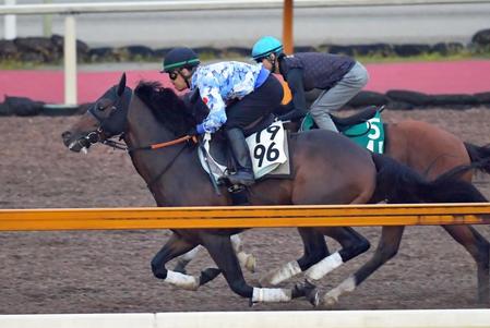 　栗東ＣＷで追い切るメイショウウズマサ＝撮影・石湯恒介