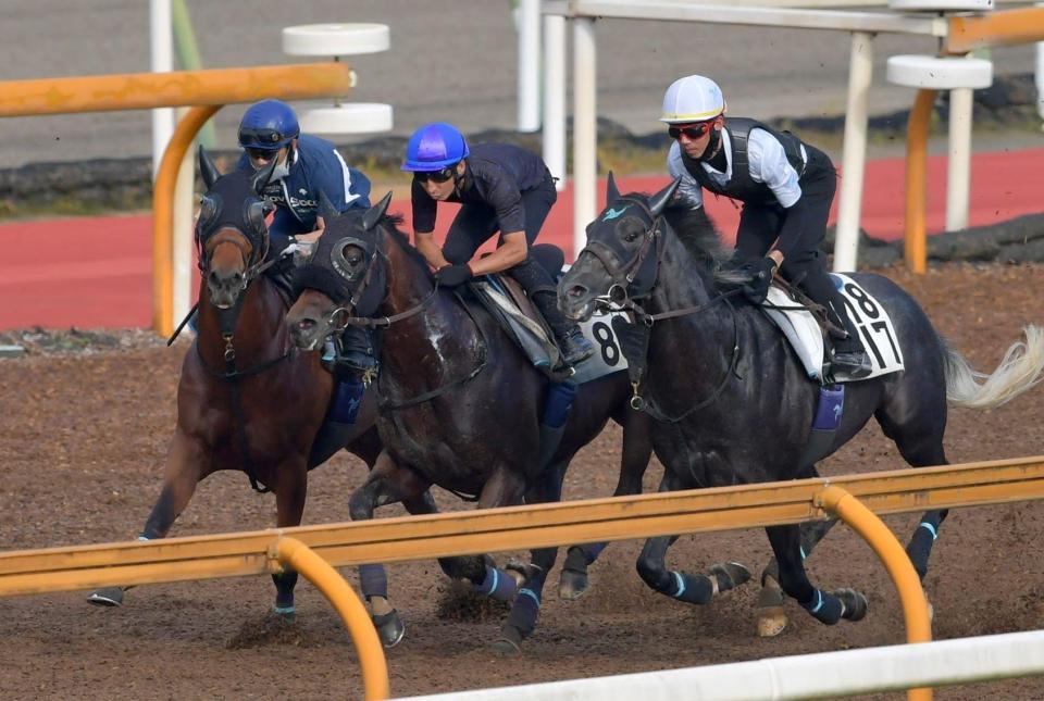 　横山典を背に栗東ＣＷで追い切るサンライズウルス（中）＝撮影・石湯恒介