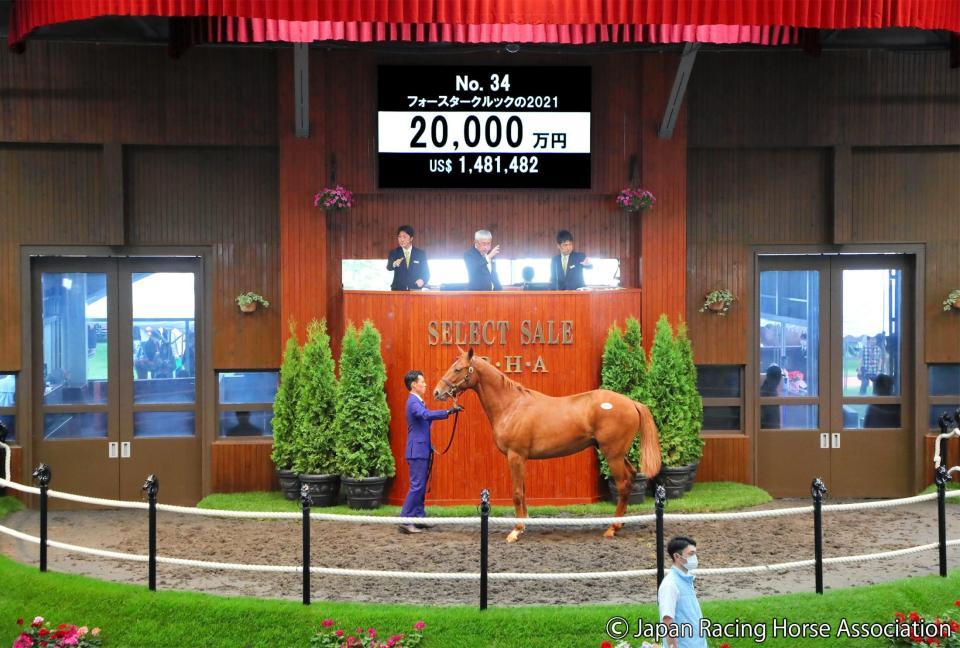 セレクトセール ウマ娘 藤田晋氏がフォースタークルック21を2億円で落札 競馬 レース デイリースポーツ Online セレクトセール ウマ娘 藤田晋氏がフォースタークルック21を2億円で落札 競馬 レース デイリースポーツ Online
