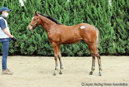 　フィエールマンの初年度産駒シャンブルドット２２が２億１０００万円で落札された