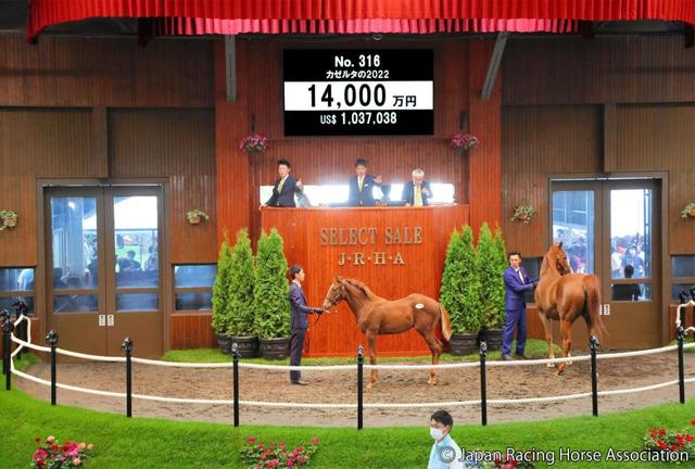 【セレクトセール】新種牡馬サートゥルナーリア産駒のカゼルタ２２が１億４０００万円で落札