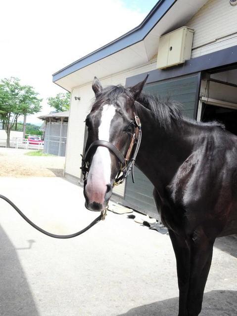 イクイノックス 秋盾でG1獲りだ 放牧先で順調に成長「全体的に