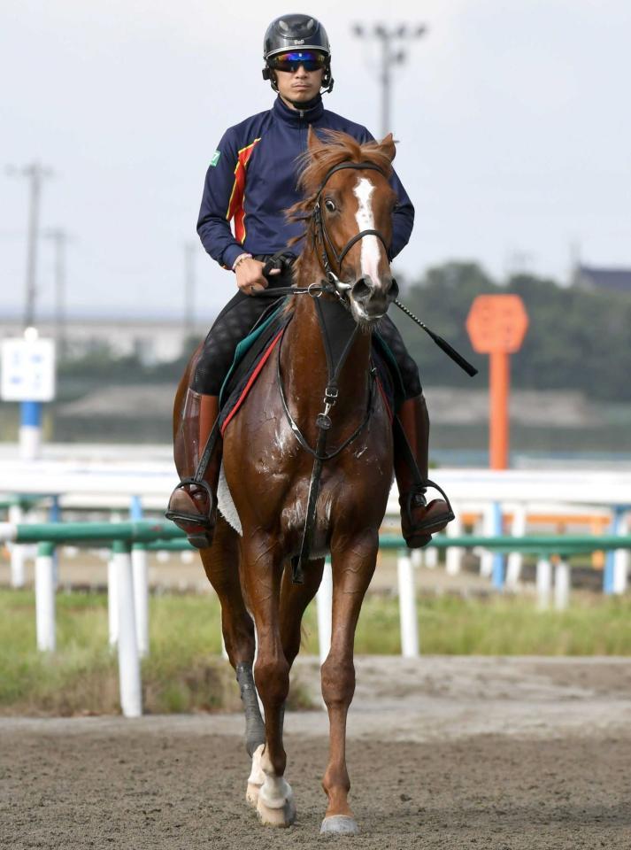 　初戦の勝ちっぷりが良かったノッキングポイント