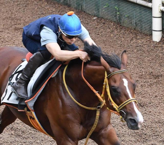 【京成杯ＡＨ】ファルコニア鋭い反応　今度こそ勝利を　高野師「満足いく仕上がり」