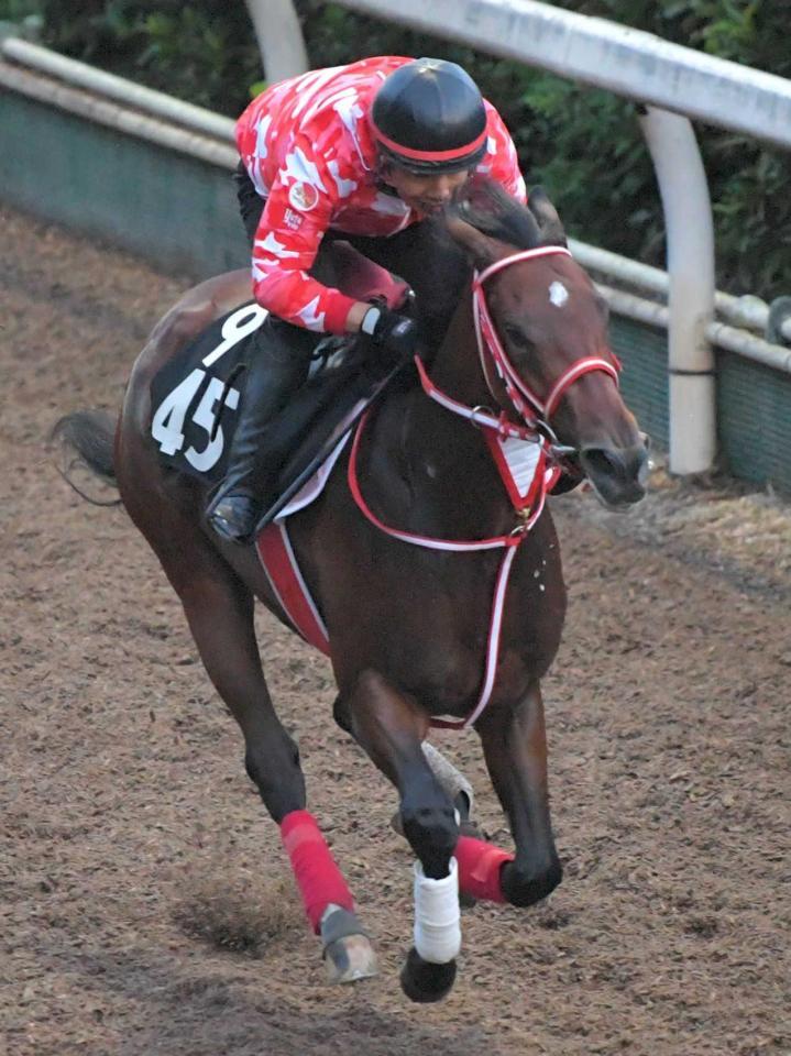 　順調な仕上がりを見せるパーソナルハイ（撮影・北村雅宏）