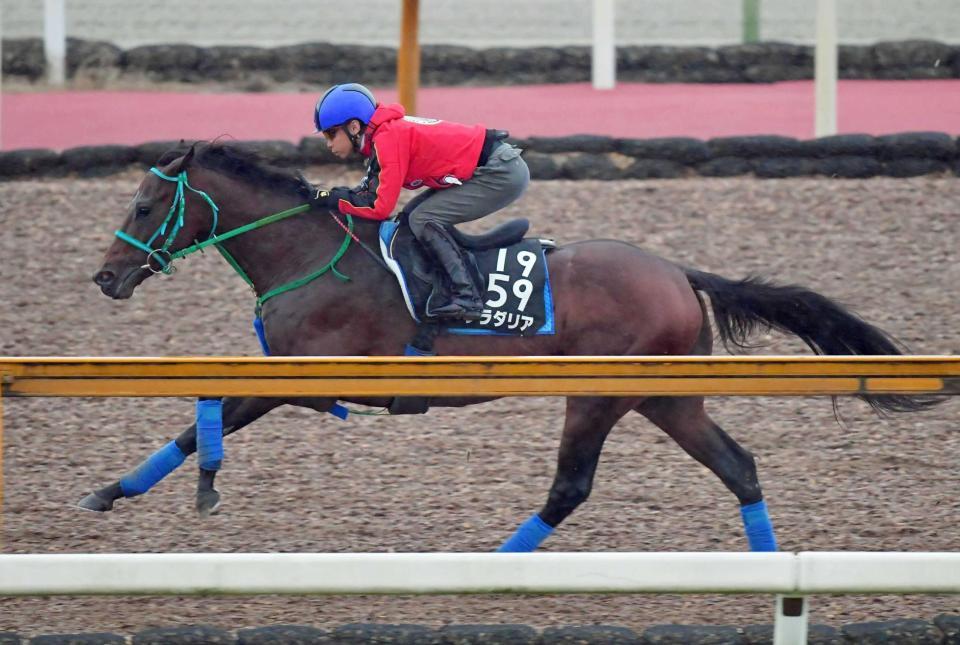 　力強い脚さばきで栗東ＣＷを駆けたプラダリア（撮影・石湯恒介）