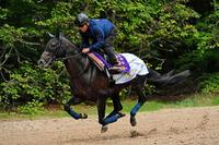 　リヨン調教場の坂路で調整するタイトルホルダー（代表撮影）