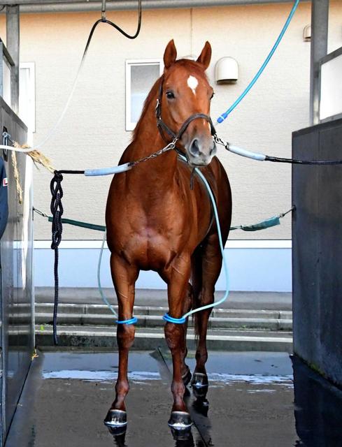 皐月賞馬ジオグリフは短期免許のスミヨンで天皇賞・秋へ/競馬