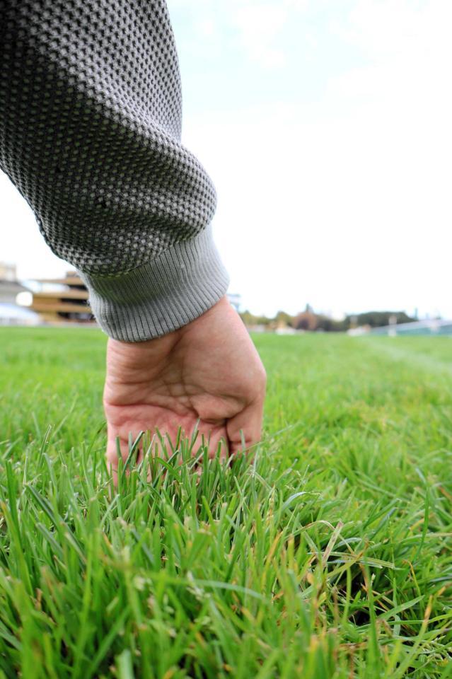 　手を入れると指が全部隠れるほどに埋もれるパリロンシャンの芝