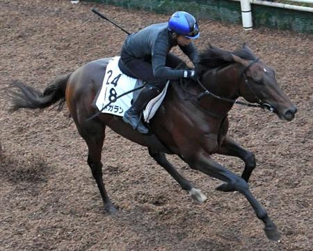 　岩田康を背に栗東坂路で力強い末脚を披露したレッドガラン