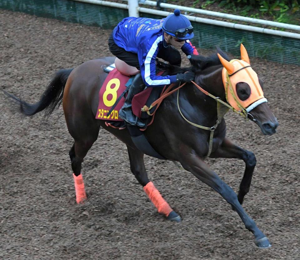 　坂井を背に栗東坂路でシャープな動きを見せたスタニングローズ