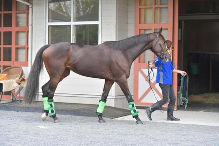 　まずは抽選突破といきたいストーリア