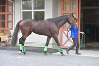 　まずは抽選突破といきたいストーリア