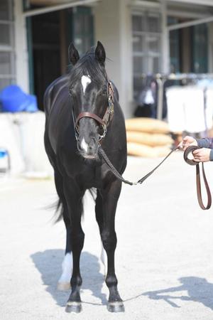 　キラーアビリティ