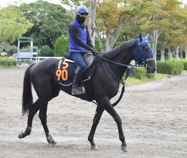 【POG】レッドバレンティア 初陣V狙う 手塚師「走りますよ」厩舎ゆかりの血統