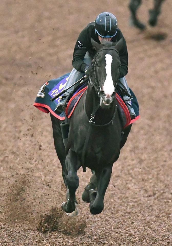 　美浦Ｗで順調ぶりをアピールしたイクイノックス（撮影・園田高夫）