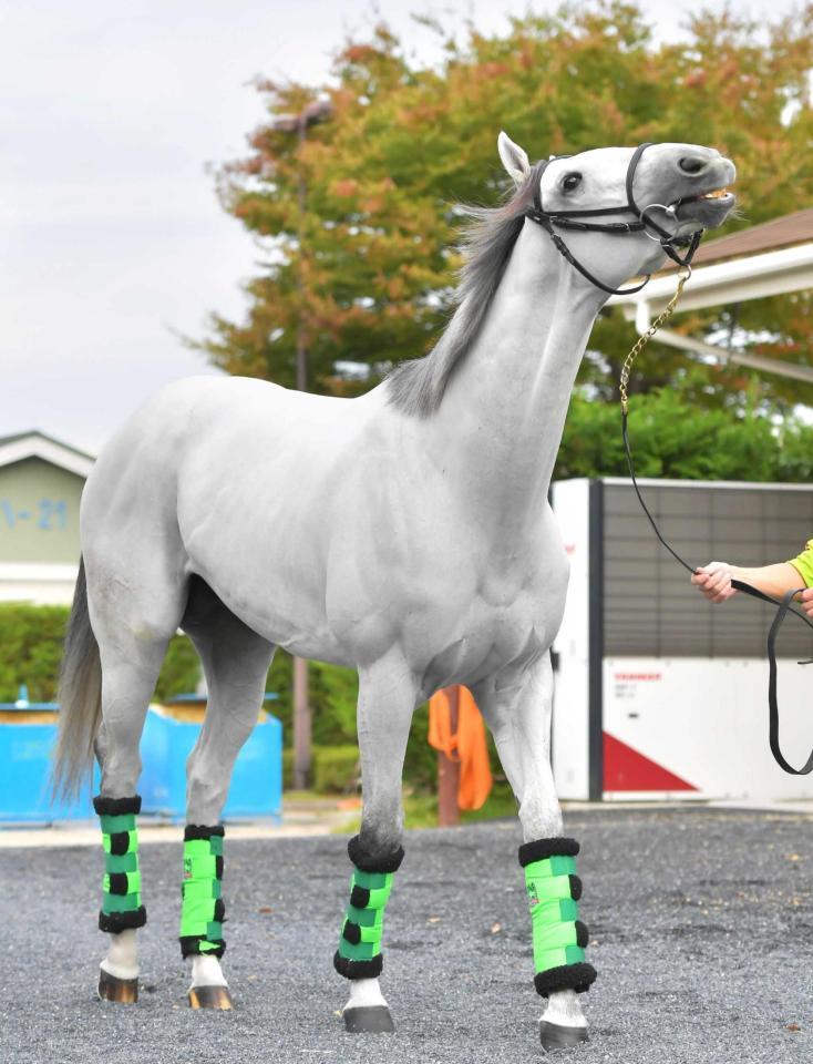 　陣営が仕上げに胸を張るガイアフォース