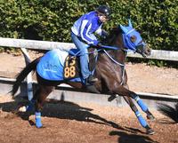 　距離延長で反撃を狙うミカッテヨンデイイ