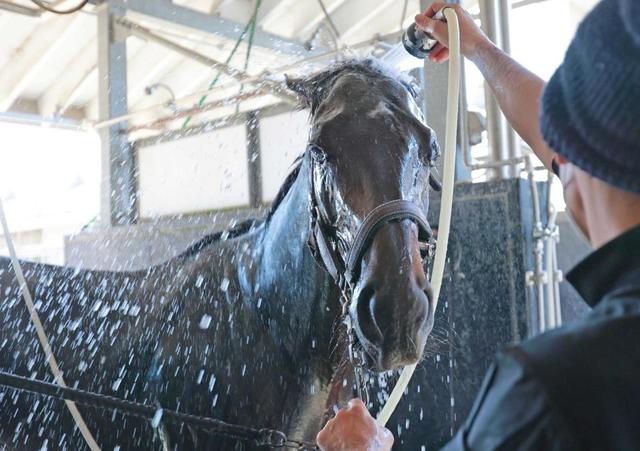 【デイリー杯２歳Ｓ】ショウナンアレクサ反撃態勢　距離短縮マイル戦で反撃だ