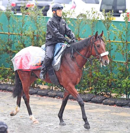 　今年の２冠牝馬を姉に持つステラデルシエロ