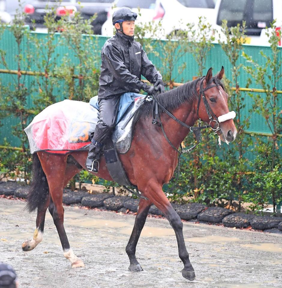 　今年の２冠牝馬を姉に持つステラデルシエロ