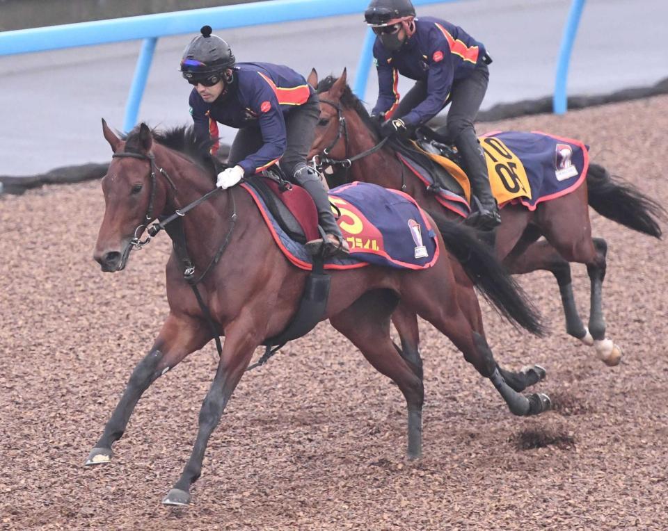 美浦Ｗ併せで追い切ったウンブライル（左）＝美浦トレセン（撮影・園田高夫）