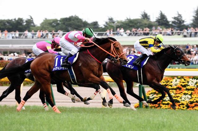 １８年ＮＨＫマイルＣ覇者ケイアイノーテックがフランスで種牡馬入り