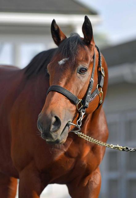 競馬ファンの方、海外レース、優勝馬 20230816_Keiba.jpg