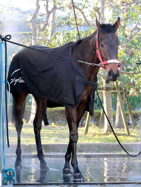 【阪神ＪＦ】キタウイング　世代最速Ｇ１馬へ旅立ちの時　大舞台ぶっつけでも大丈夫