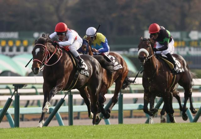 【ＰＯＧ】母は重賞２勝のアルビアーノ　アルメリアは２４日中山芝１８００ｍでデビュー（美浦発）