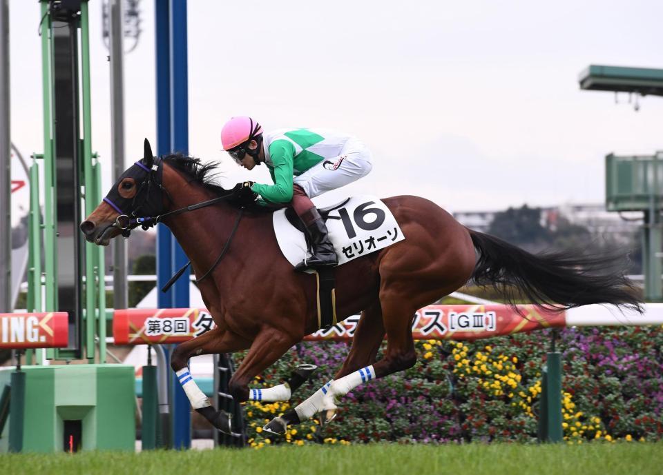 　新馬戦を制したセリオーソ（撮影・園田高夫）