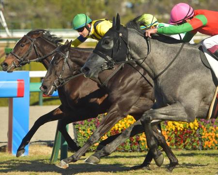 　ゴール前差しきるマイネルラウレア（手前）＝撮影・神子素慎一