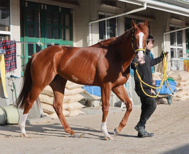 【有馬記念】ボルドグフーシュ　回復ぶりは順調　福永「操縦性が高く、動きも良かった」