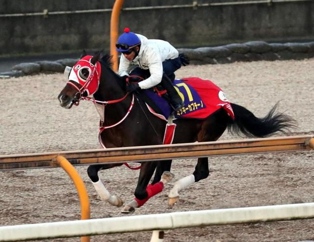 【ホープフルＳ】連勝中のミッキーカプチーノは好調キープ　戸崎圭「順調」