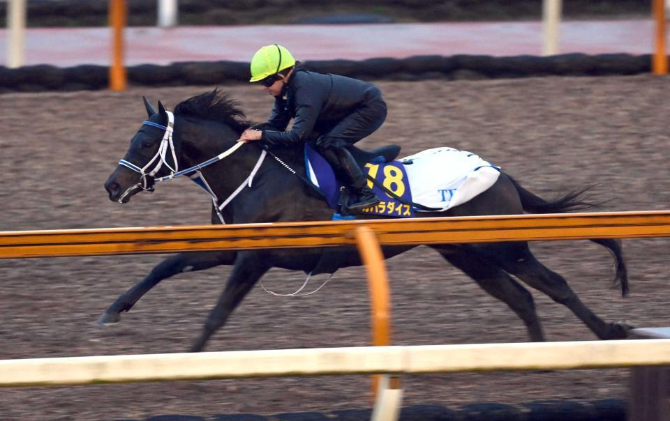 　今村聖奈を背に栗東ＣＷで軽快に伸びたスカパラダイス