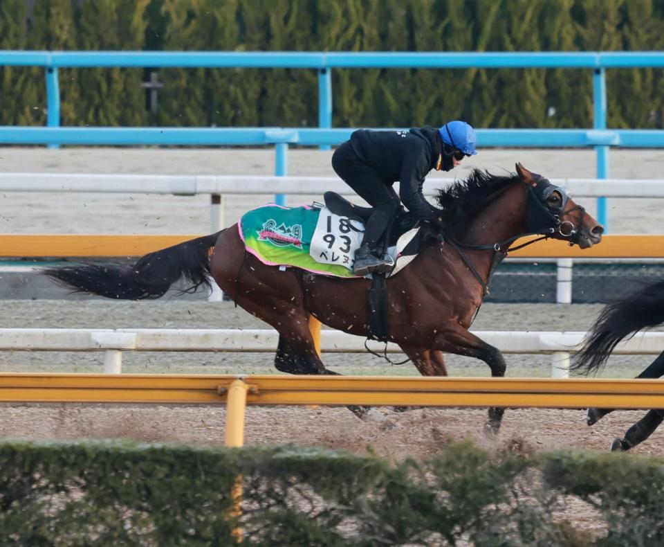 　“年男”西村淳とのコンビで重賞２勝目を目指すベレヌス