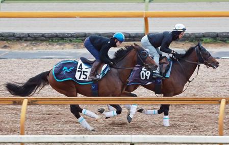 　カレンルシェルブル（左）は併せ馬で順調な仕上がりをアピール（撮影・石湯恒介）