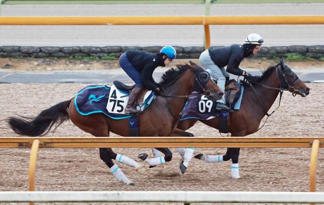 【中山金杯】斎藤２年連続“初笑い”だ　カレンルシェルブルに太鼓判「前走以上」