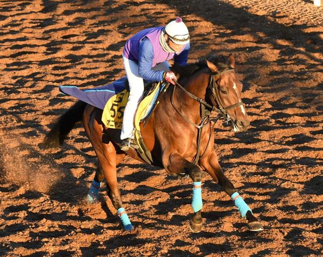 【京都金杯】オニャンコポン　逆襲の年！復帰の菅原明と距離短縮で再進撃